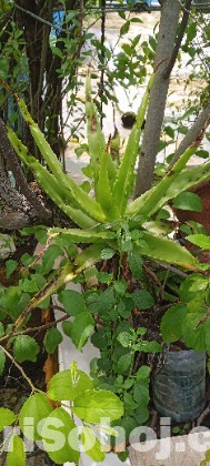 এলোভেরা